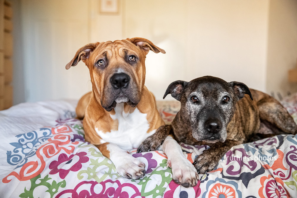 two pit bull type dogs lying on bed