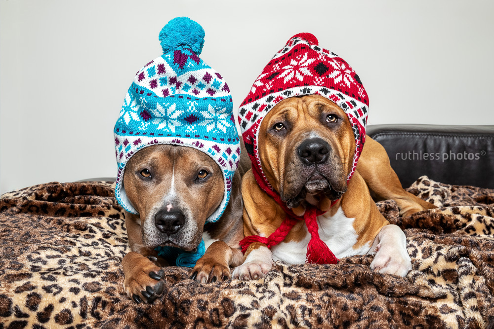 two pit bull type dogs wearing winter hats on leopard blanket