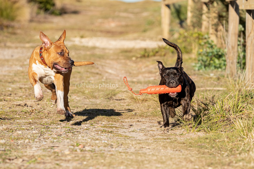 two pit bulls playing fetch 5