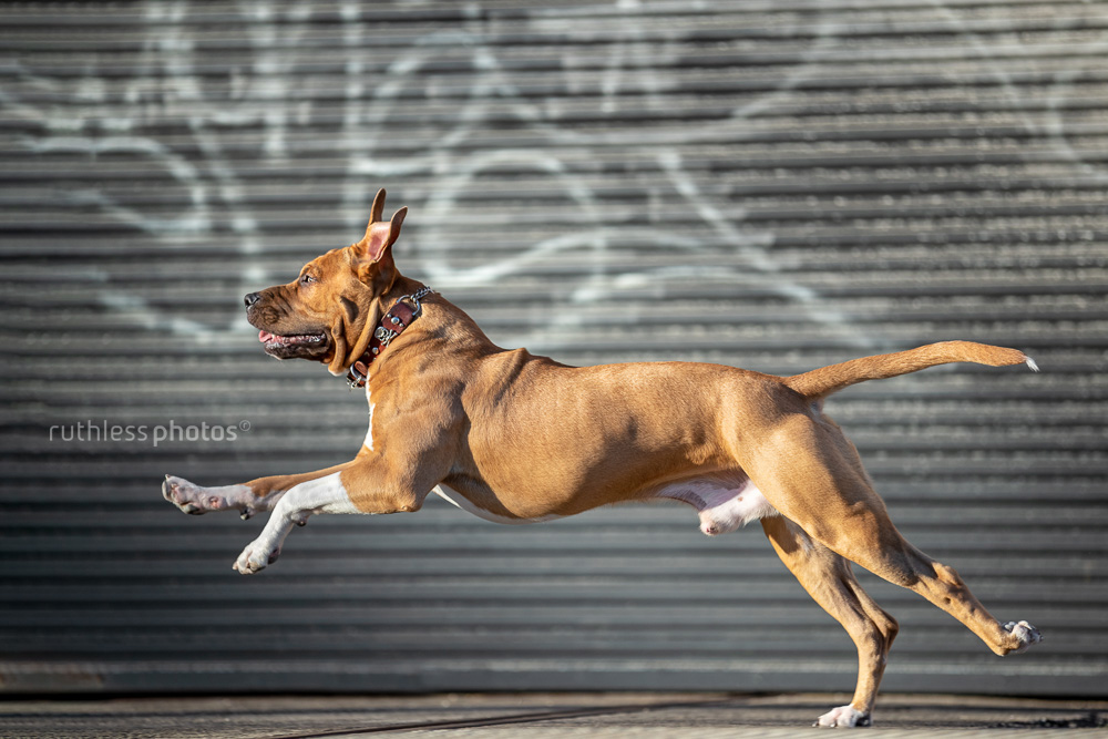 red pitbull running in urban setting side shot
