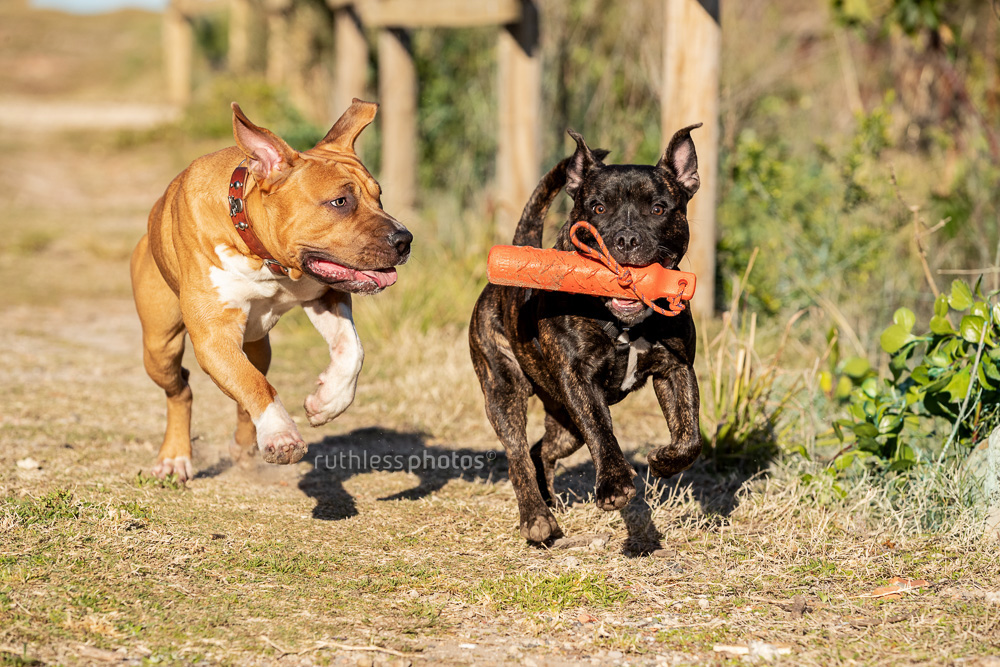 two pit bulls playing fetch 6