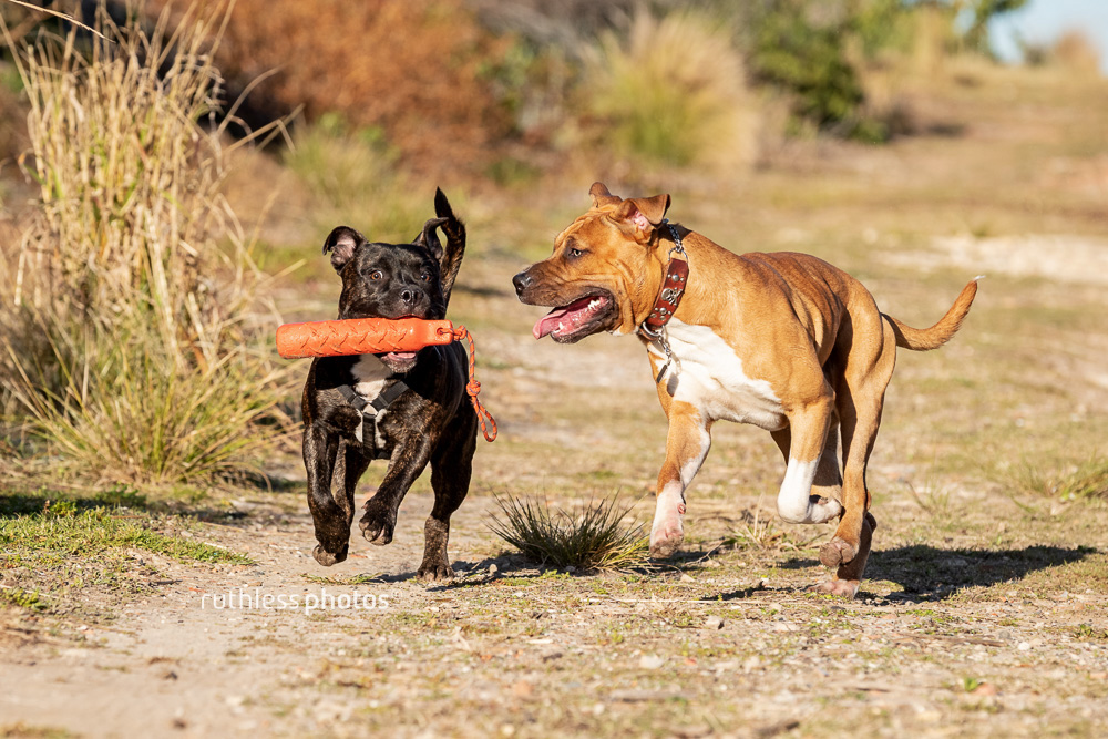 two pit bulls playing fetch 3