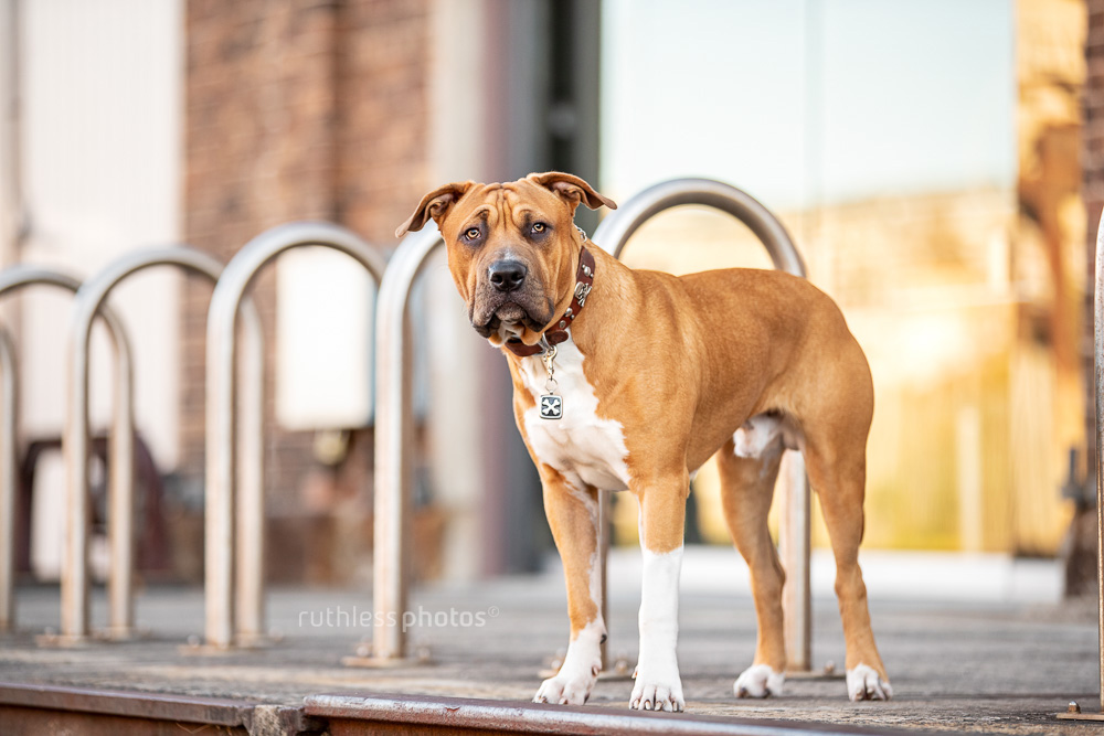 red pit bull type dog standing on footpath