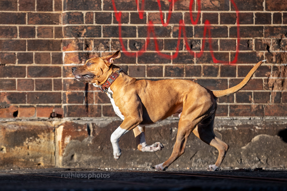 goofy red pitbull running in urban setting side shot