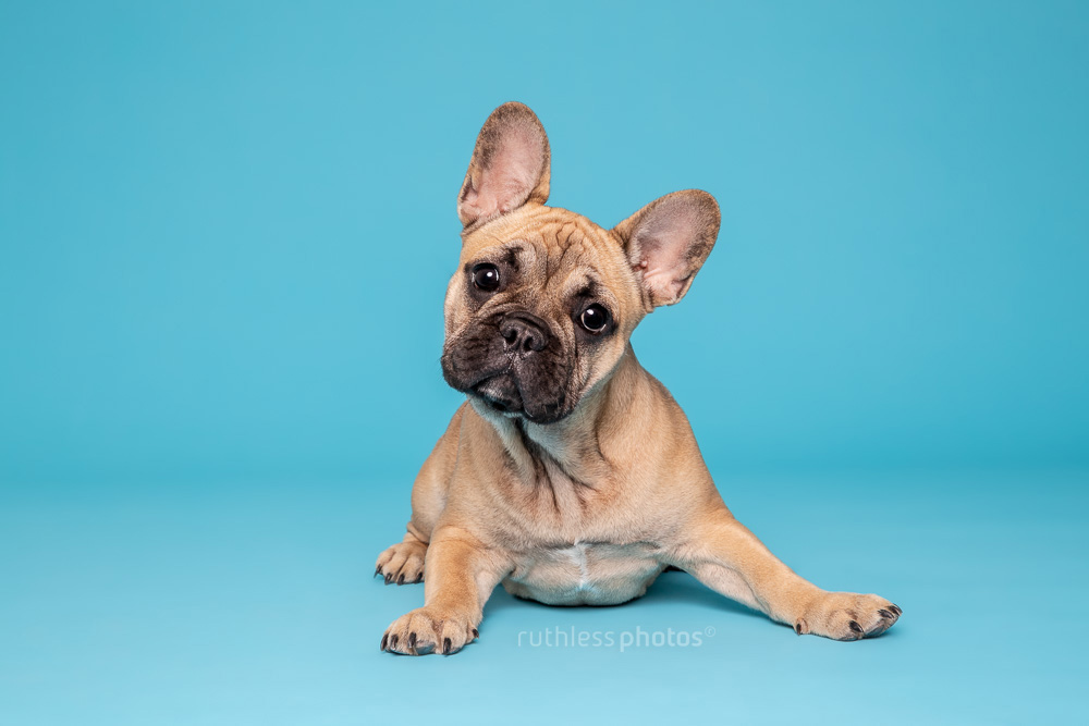 fawn french bulldog puppy lying on blue backdrop with head tilted