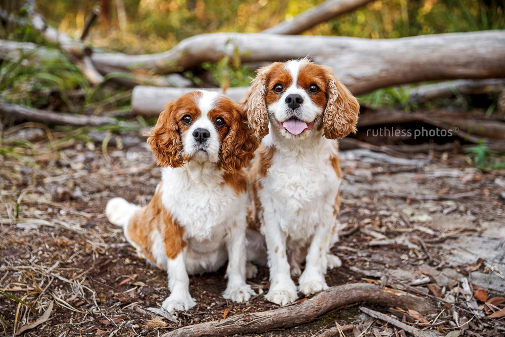 two cavaliers sitting in a park