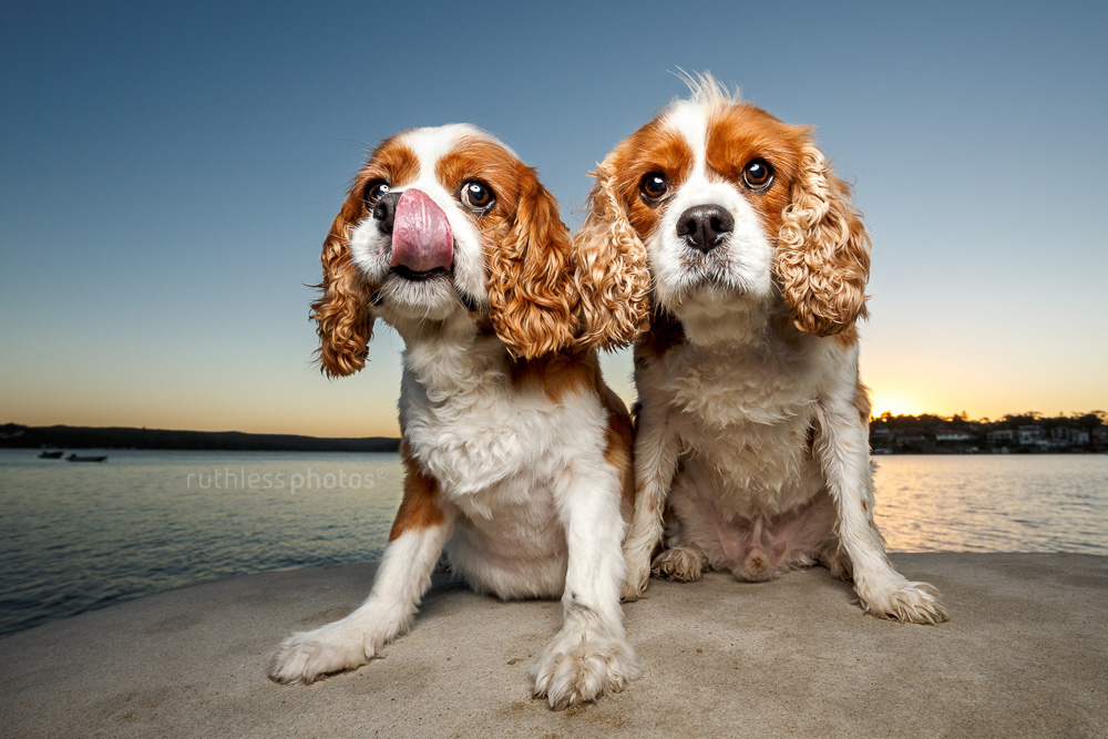 two spaniels sitting on a rock at sunset