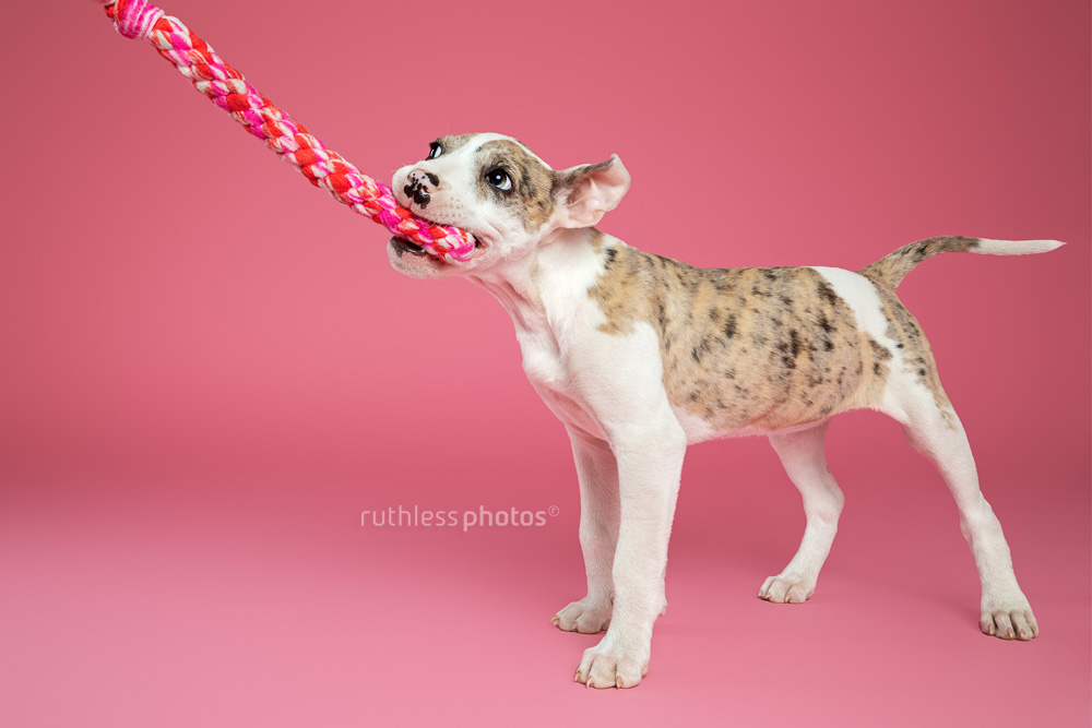 merle bull arab type puppy playing tug against pink background