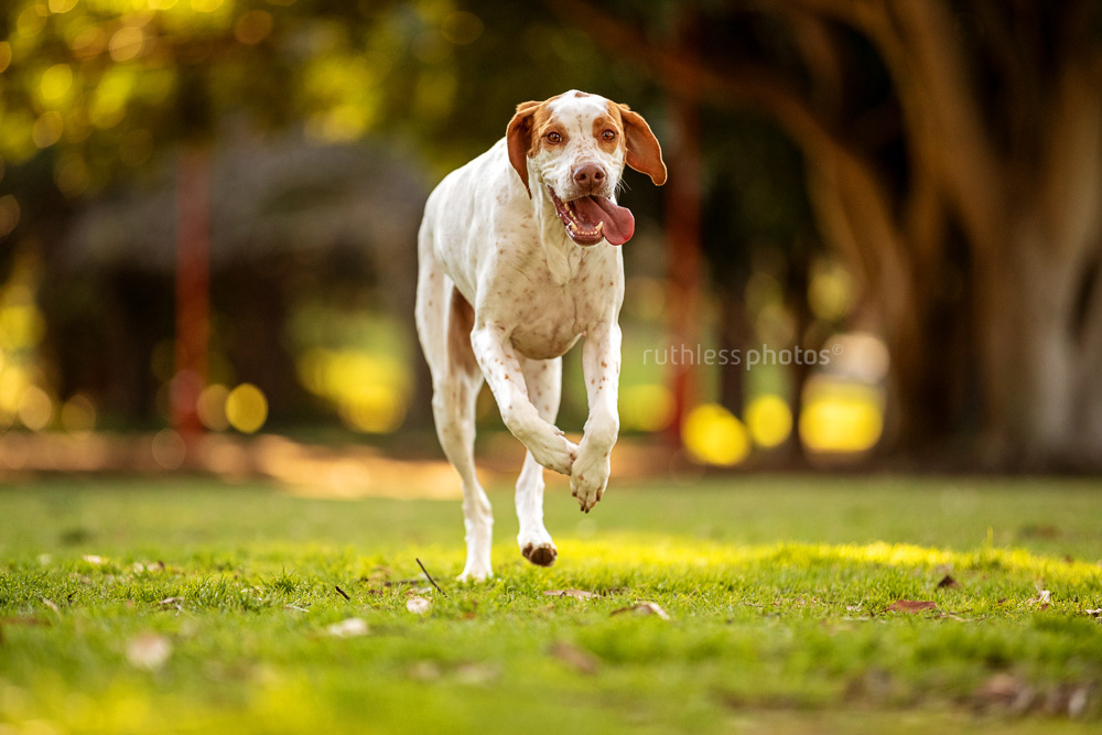 english pointer dog running in park