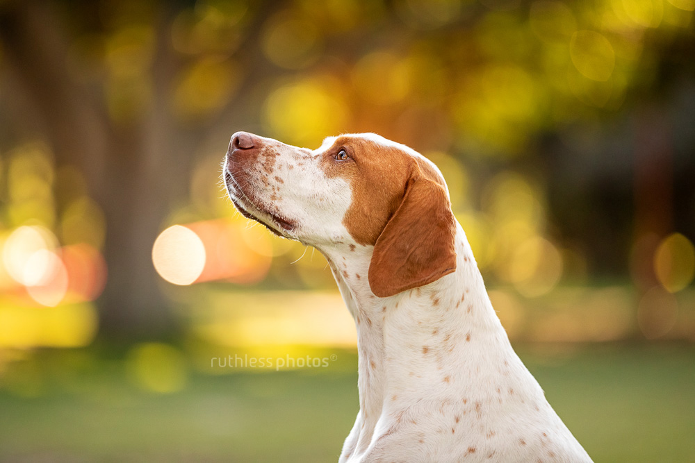 english pointer dog in park profile headshot