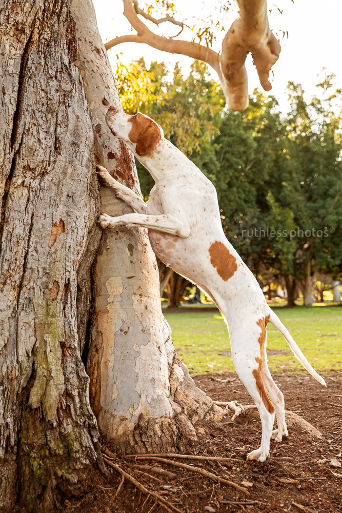 english pointer dog climbing tree