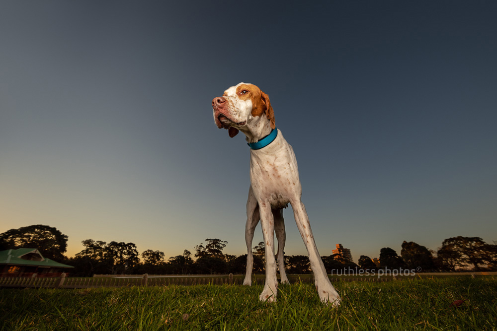 english pointer dog wide angle at sunset