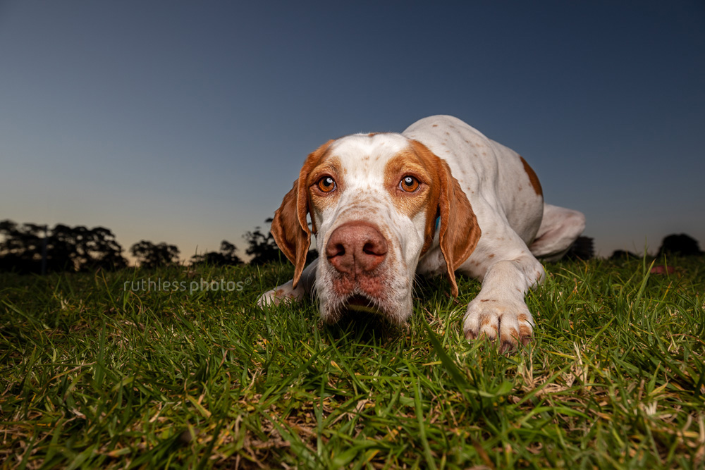 english pointer dog wide angle at sunset