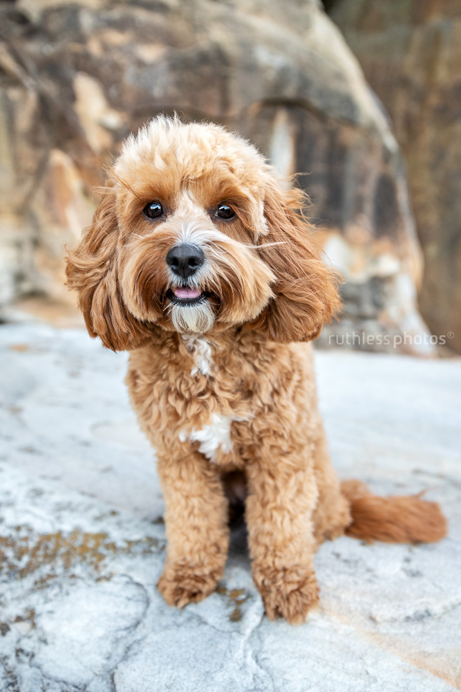 happy red toy cavoodle dog sitting on rocks at beach