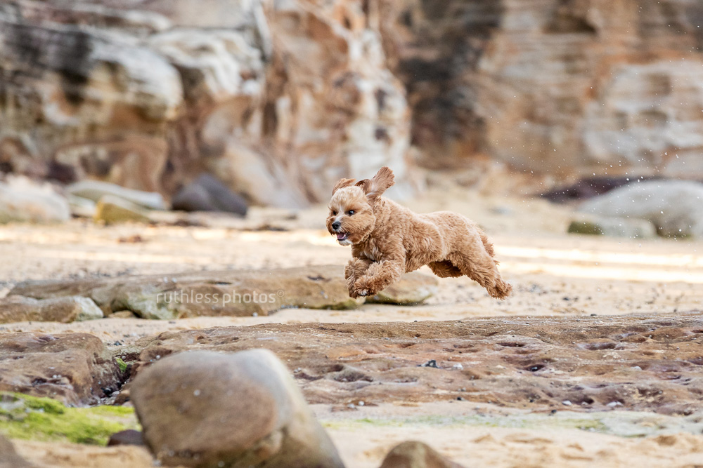 happy red toy cavoodle dog running across rocks at beach
