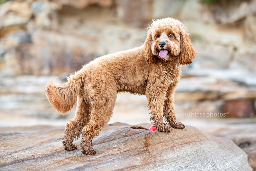 happy red toy cavoodle dog standing on rocks at beach