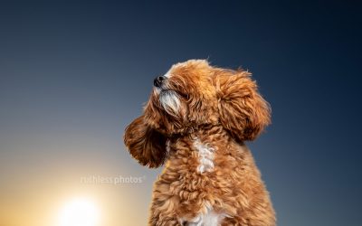 Millie the Cavoodle – from puppy to adult
