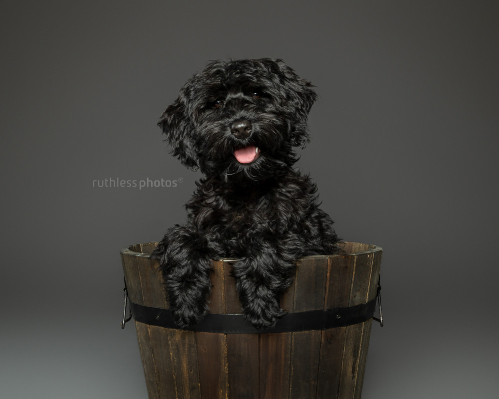 black tamaruke labradoodle puppy in wooden barrel on grey background