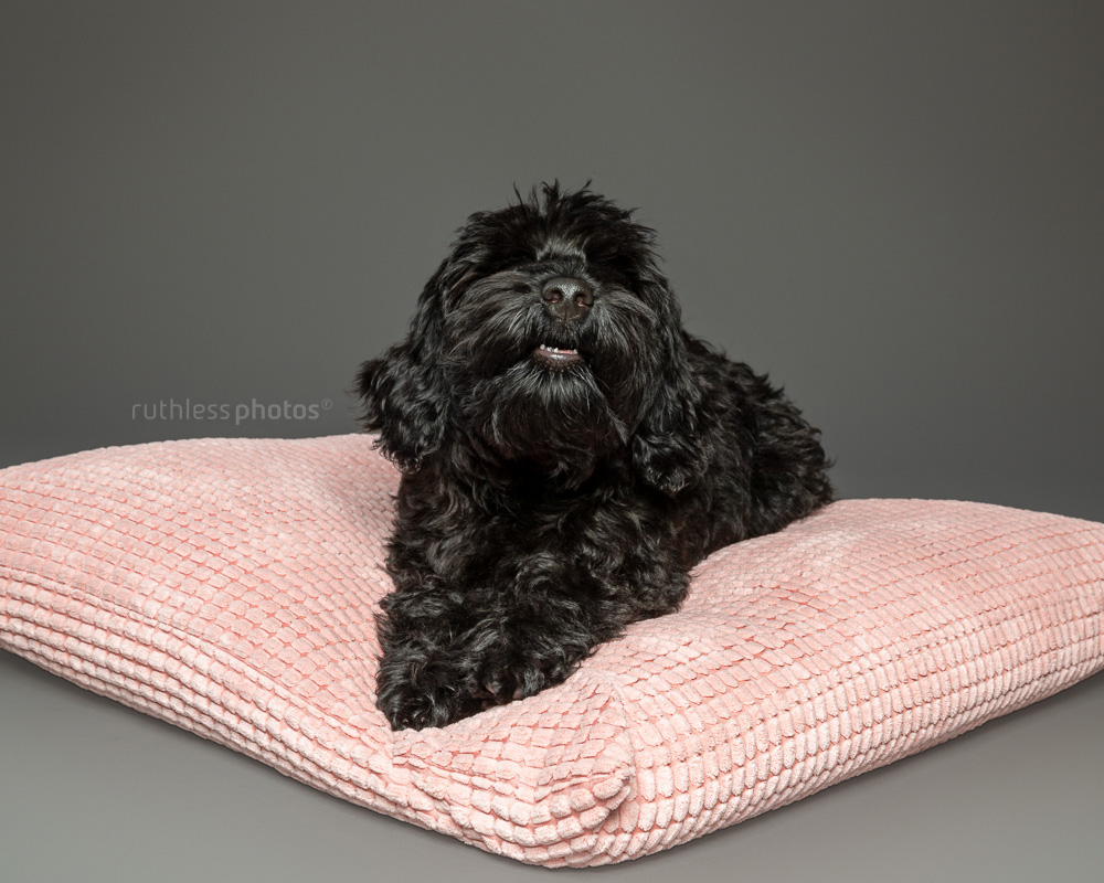 black tamaruke labradoodle puppy on pink cushion on grey background