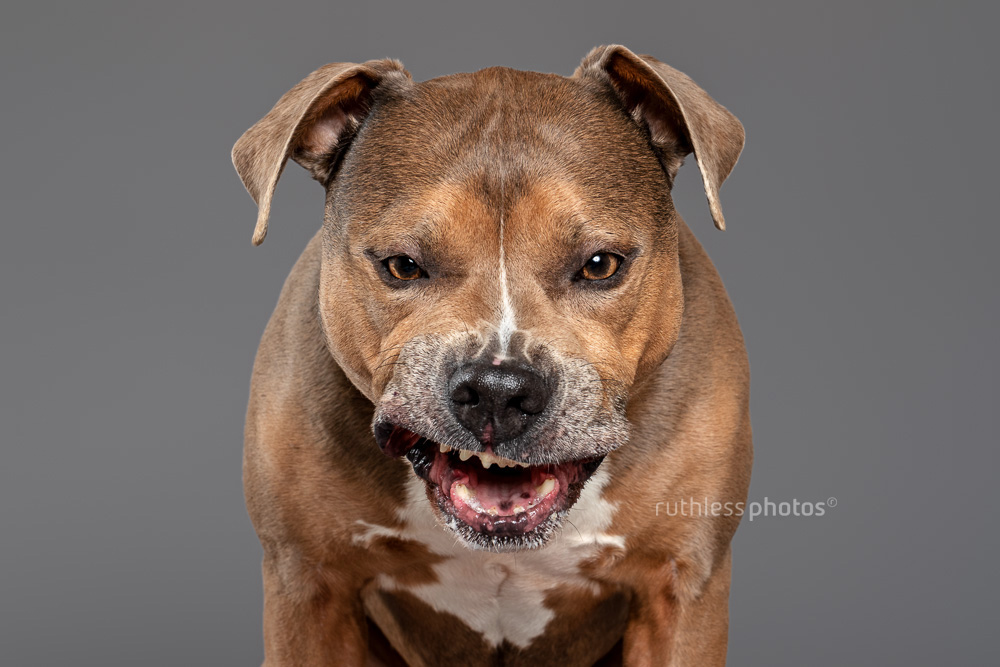 sable smut tricolour amstaff funny peanut butter face on grey background in studio