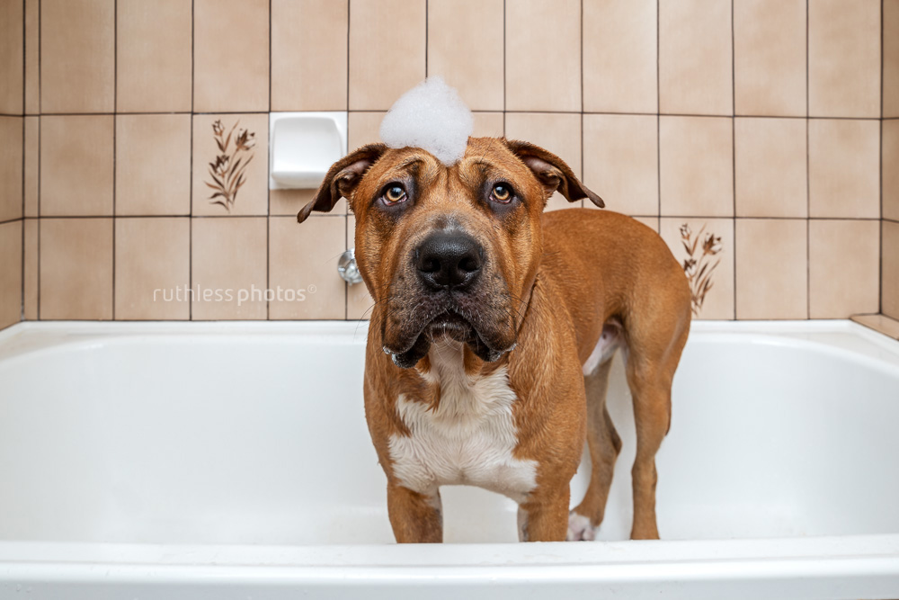 pit bull type in bath