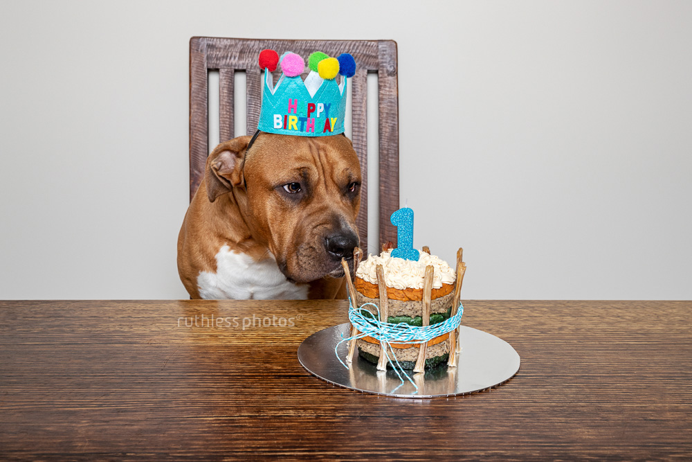 birthday pitbull with cake