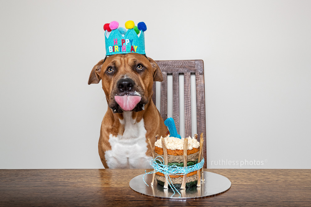 birthday pitbull with cake lick