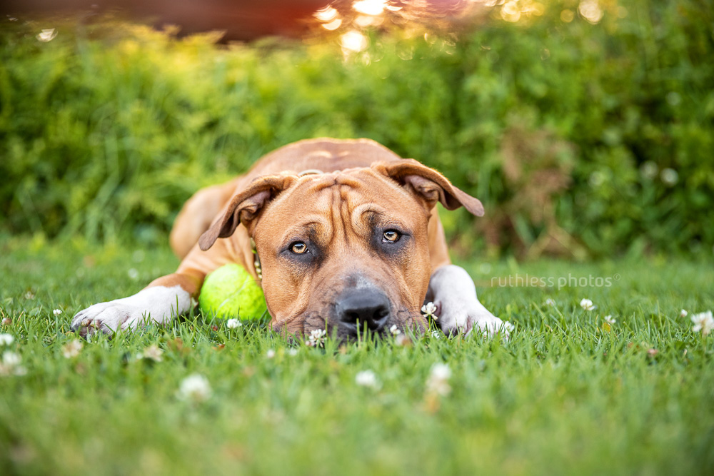 handsome red pit bull dog laying on the grass in the park with ball