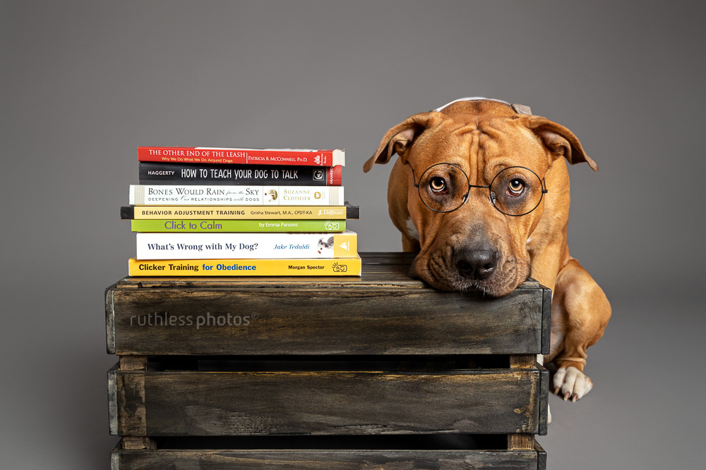 pit bull wearing glasses and tie with stack of dog training books