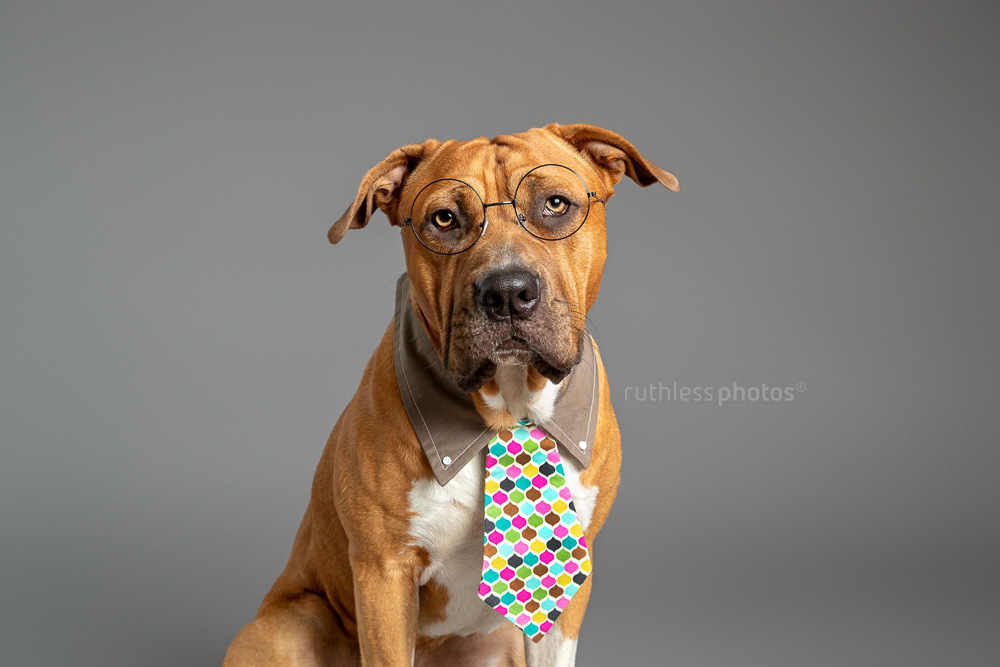 red pit bull type dog wearing glasses and tie