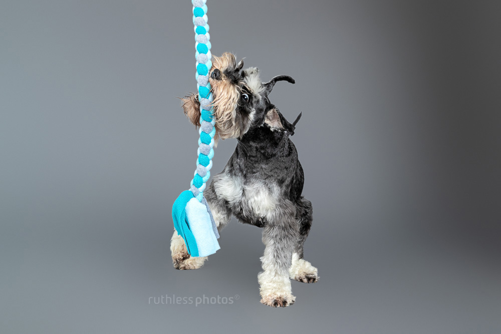 schnauzer playing with blue tug toy on grey backdrop