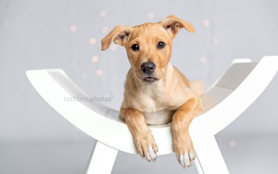 Adopt Me 05.19 – Animal Rescue Photography