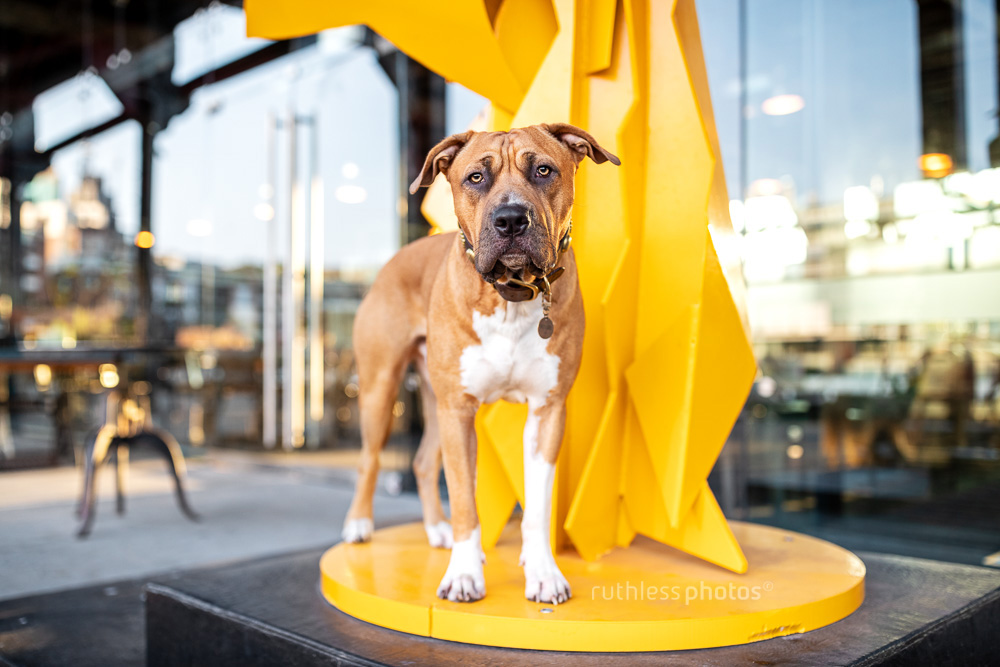 pit bull type dog standing on yellow sculpture