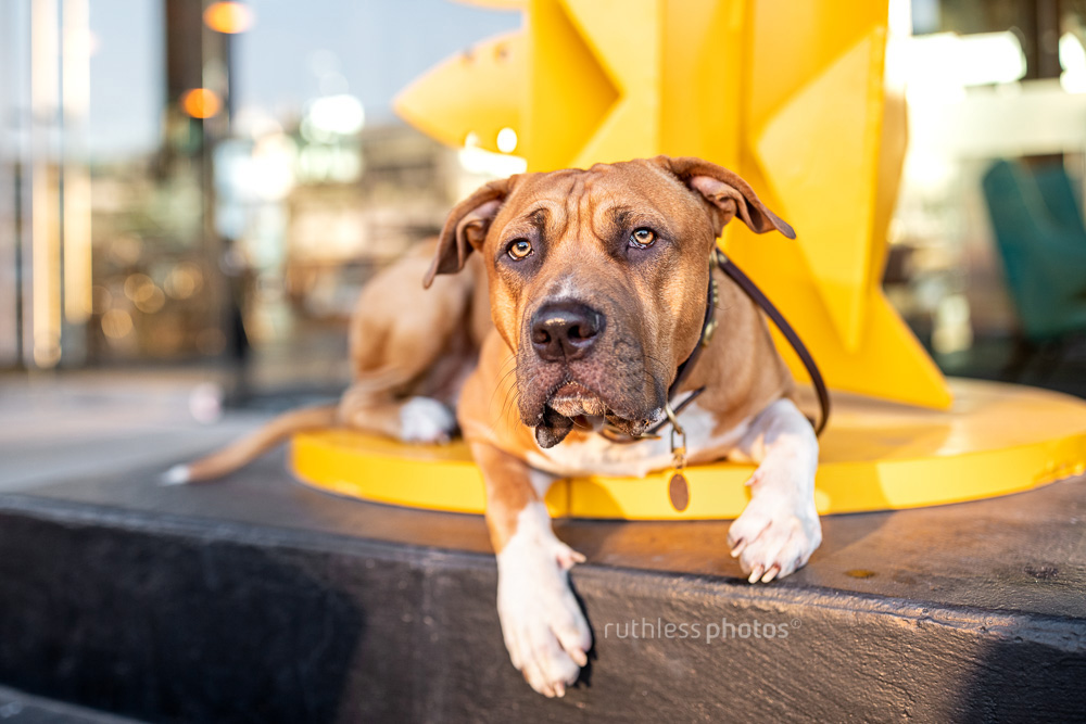 pit bull type dog lying on yellow sculpture