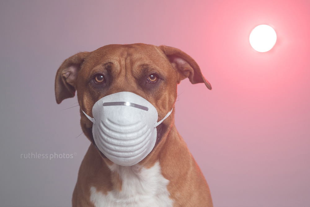 bushfire crisis dog with mask