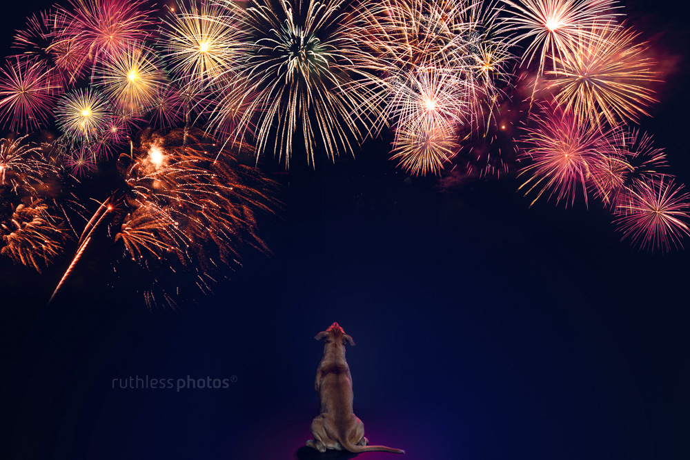 dog looking up at fireworks