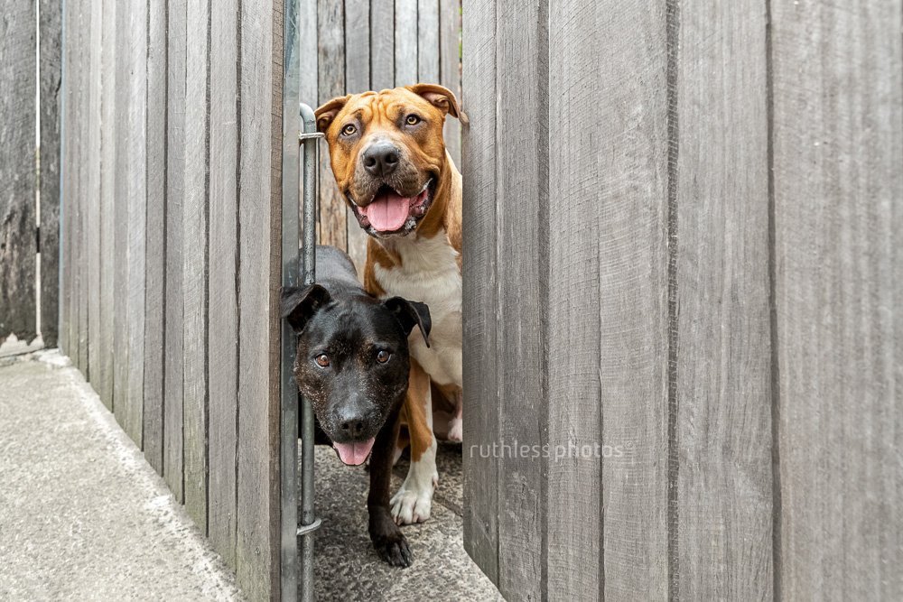 to staffy type dogs looking through an open gate