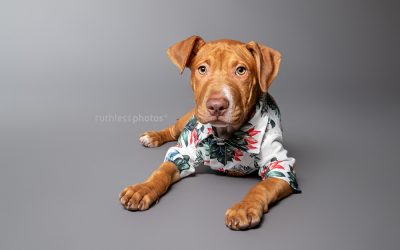 Adopt Me 02.20 – Rescue Dog Photography