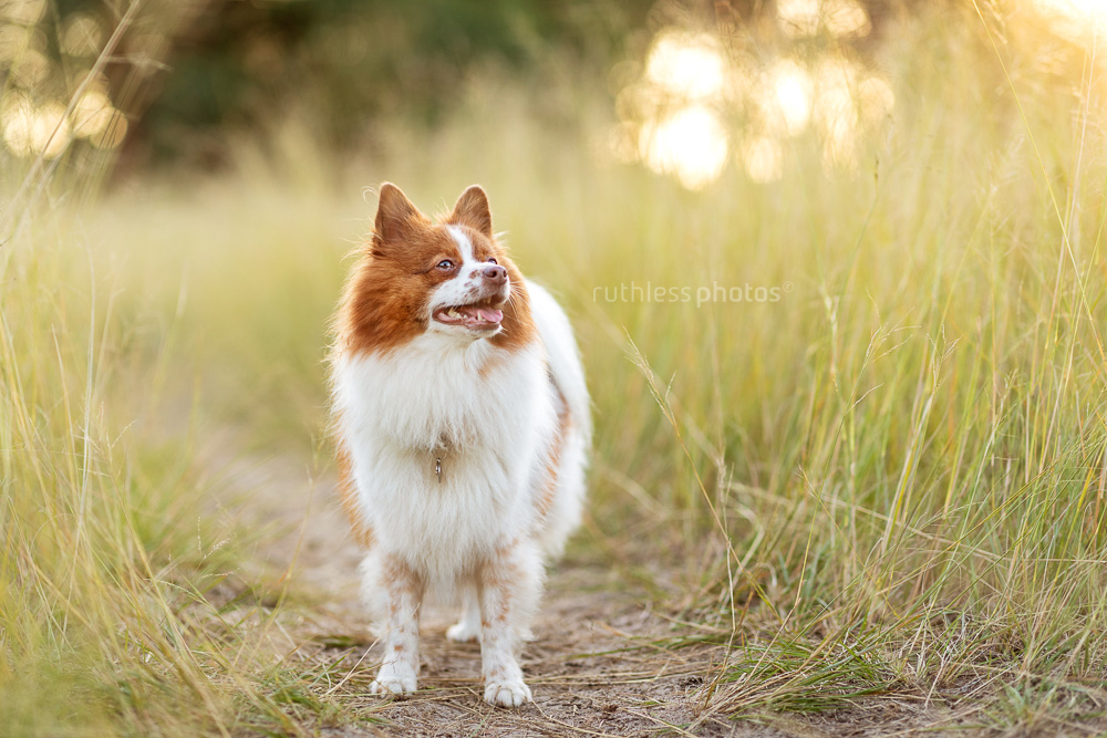 little red and white dog in long grass at golden hour