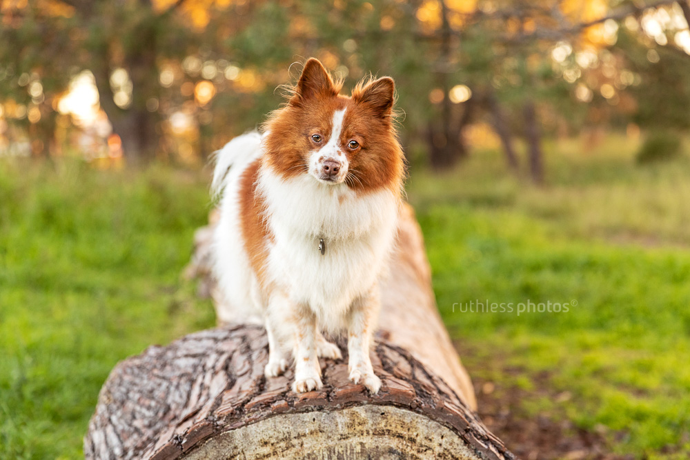 little spitz dog standing on a log