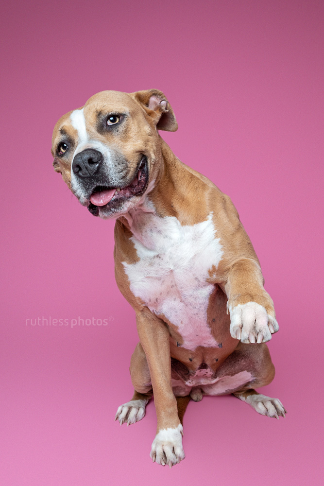 happy fawn pit bull on pink backdrop with paw lifted