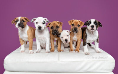 Adopt Me 07.20 – Volunteer Rescue Dog Photos