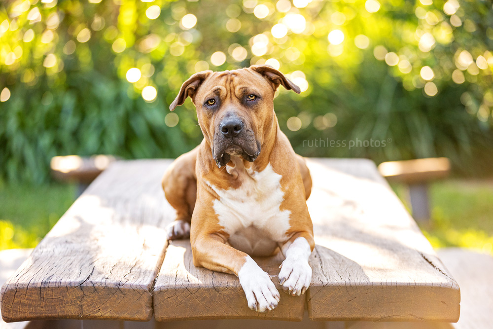 red pit bull type dog laying on wooden table backlit
