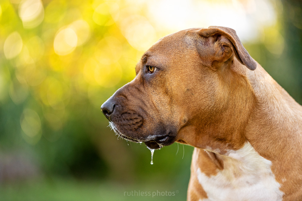red pit bull type dog profile drool