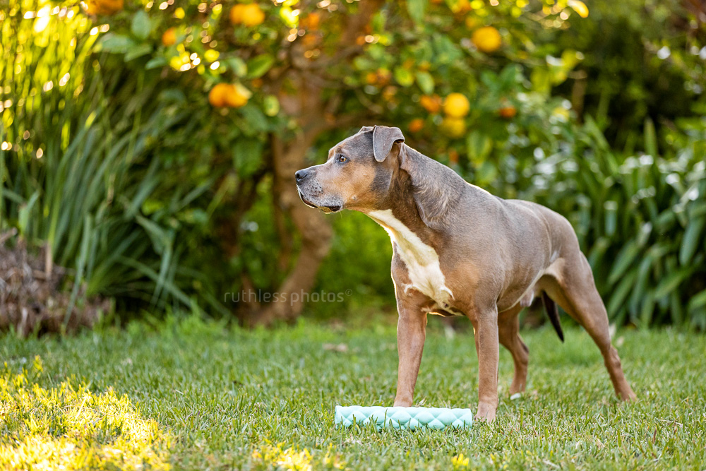 blue fawn sable smut amstaff senior dog standing in garden with toy