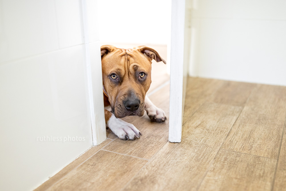 red pit bull type dog waiting at toilet door