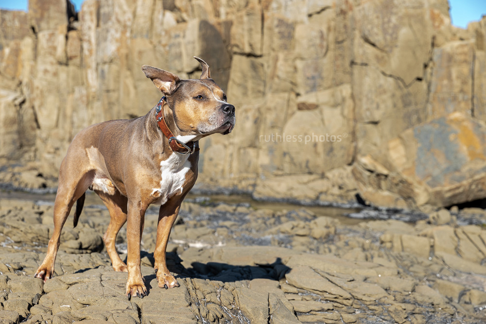 blue fawn sable smut amstaff senior dog standing in quarry with wind blowing ears