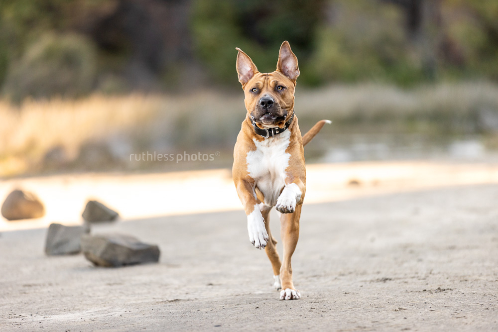 red pit bull type dog running in desert