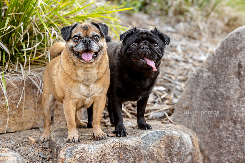 Xavier and Charlie – Canberra Dog Photographer