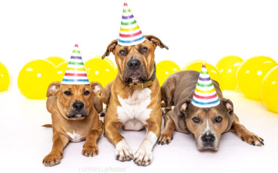 butter’s 3rd birthday | dogs of sydney